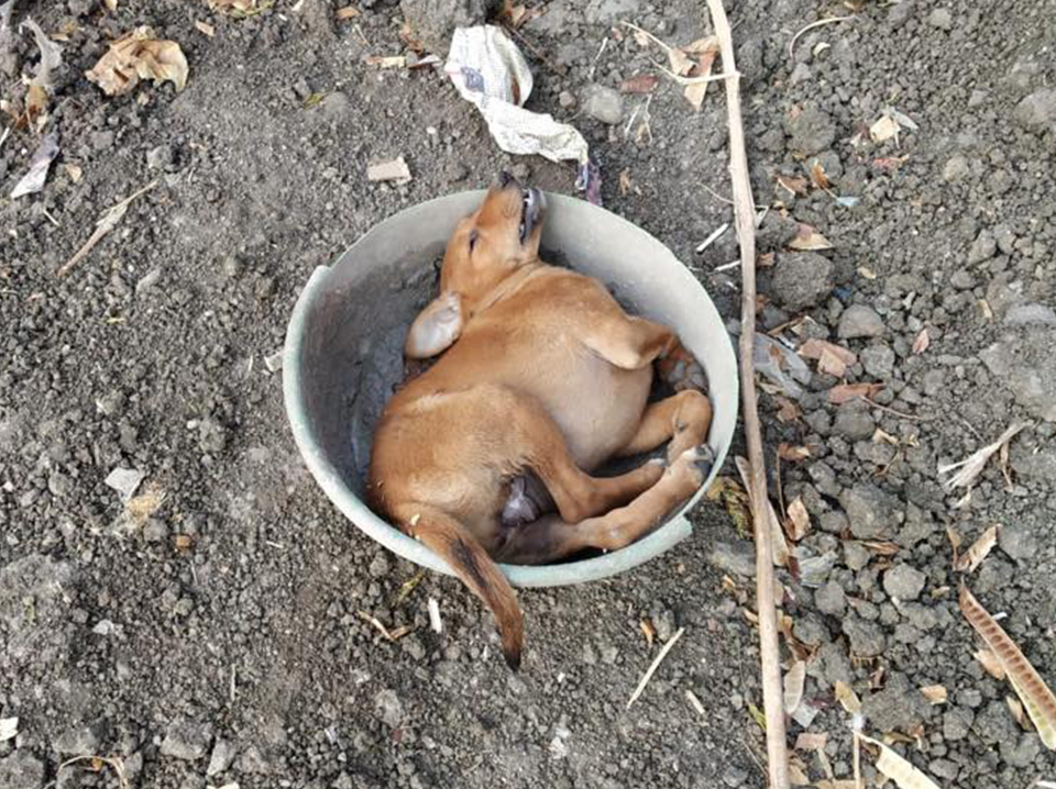 Kit used by Ajay Vijayvargiya